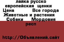 лайка русско-европейская (щенки) › Цена ­ 5 000 - Все города Животные и растения » Собаки   . Мордовия респ.